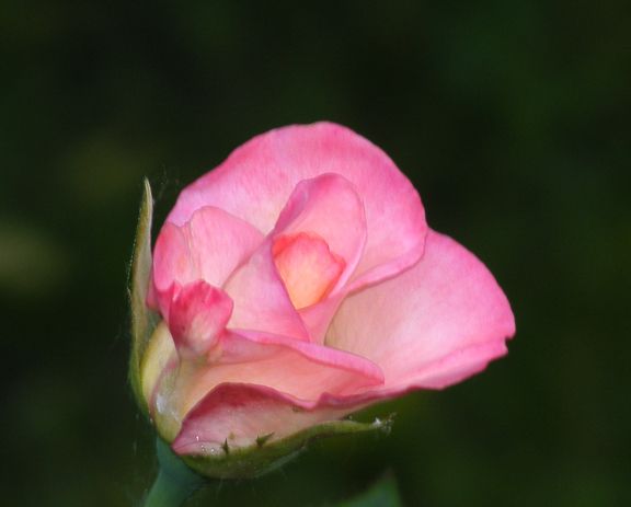 Gemini photo gem2014_06160007_zpsa1aaf6f4.jpg